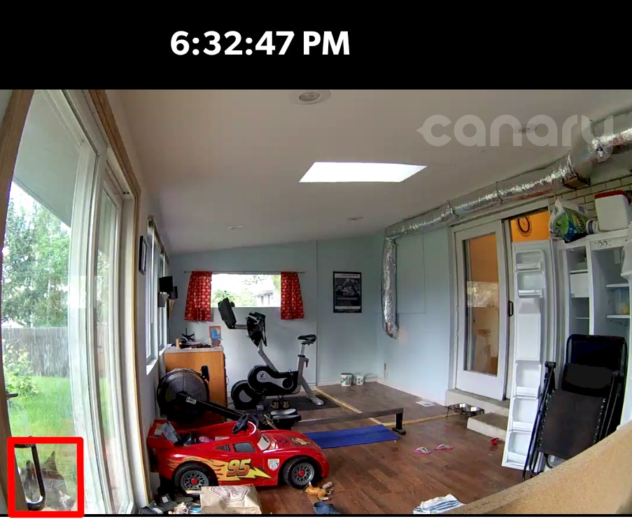 Canary motion detection